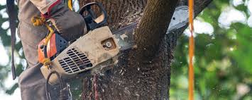 How Our Tree Care Process Works  in  Gateway, AK